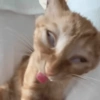 🐈‍⬛🐱🧶 GATOS | CATS 🧶🐱🐈‍⬛ 10