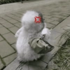 Pingüino cute🐧 22