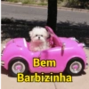 Shitpost - cachorros 5
