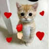 💕 PERROS Y GATITOS AMOROSOS 💕 5
