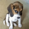 Cachorrinhos fofos 11