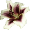 Bunga aesthetic  8