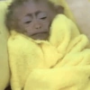 Macaco 🐵  16