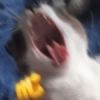 REAÇÕES DE GATOS 5