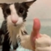 😽 GATITOS PAL CHAT 😺 11