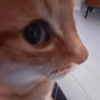 Bombastis side eye  7