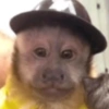 MACACOS ENGRAÇADOS 🐵🤣 12