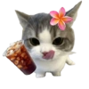 Cat meme makanan 🐈 14