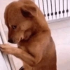 Adesivos de cachorrinho 11