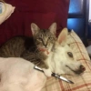 REAÇÕES DE GATOS 16