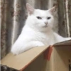 REAÇÕES DE GATOS 8