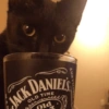 Gatitos Viciosos 🍻🥃 17