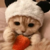 🐈Gatitos Super Cute 💛💟 20