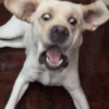 Memes cachorro 9