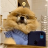 🐶 POMERANIA MOODS 🐾 9