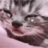 Sad cats 9