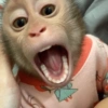 MACAQUINHOS  14