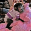 Melhores de macaquinhos 14