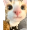 Cat Memes 😻 9