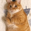 REAÇÕES DE GATOS 25