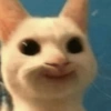 GATOS ENGRAÇADOS🤣 9