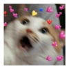 Memes engraçados de gatos 6
