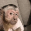 Macaco ✅️ 10