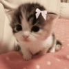 🎀🐱 Los gatitos 🐱🎀 27