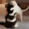 🐈‍⬛🐱🧶 GATOS | CATS 🧶🐱🐈‍⬛ 18
