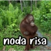 noda risa