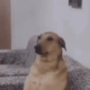 Só doguinhos 🤣 14