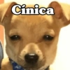 Cinica