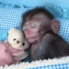 Macaco fofinho 6