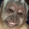 MACACOS ENGRAÇADOS 🐵🤣 6
