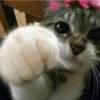 Memes engraçados de gatos 16