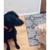 Perritos Juzgando graciosos 👀 17