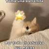 Gatos Good 😼🤟🏻 10