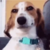 Random cursed chistoso perros 7
