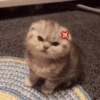 Gatinhos 10