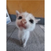 Cat Memes 😻 11