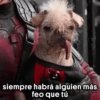 🐕Dogpool from Deadpool ⚔ 22