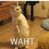 Meow Memes 😾 17
