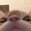 🐱 Meow 🐱 Michis 🐱 Gatos 🐱 6