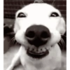 Cachorro meme 8