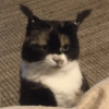 🌈🐈‍⬛✨️Gatos Funny Mood✨️🐈‍⬛🌈 26