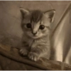 बिल्ली के बच्चे 🐱 हकी 5