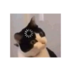 Memes engraçados de gatos 29