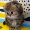 Gatitos. | @ocenferios  Haki. 6