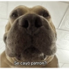 Animales locos 17