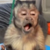 Monkey 🐒 13